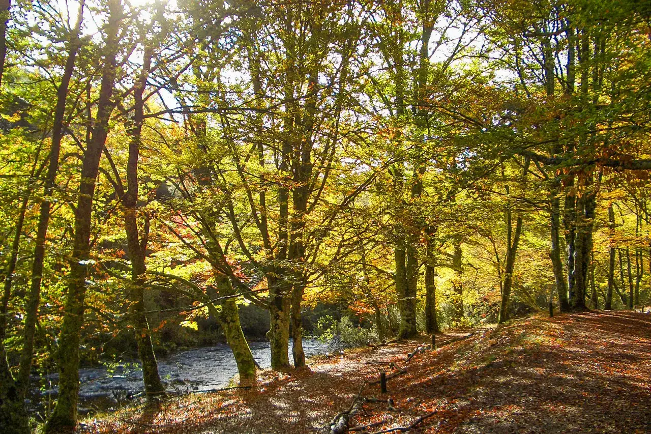 Beech forest in Montejo de la Sierra, province of Madrid, Spain.